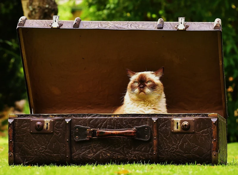Quelle valise pour 23 kg en soute ?