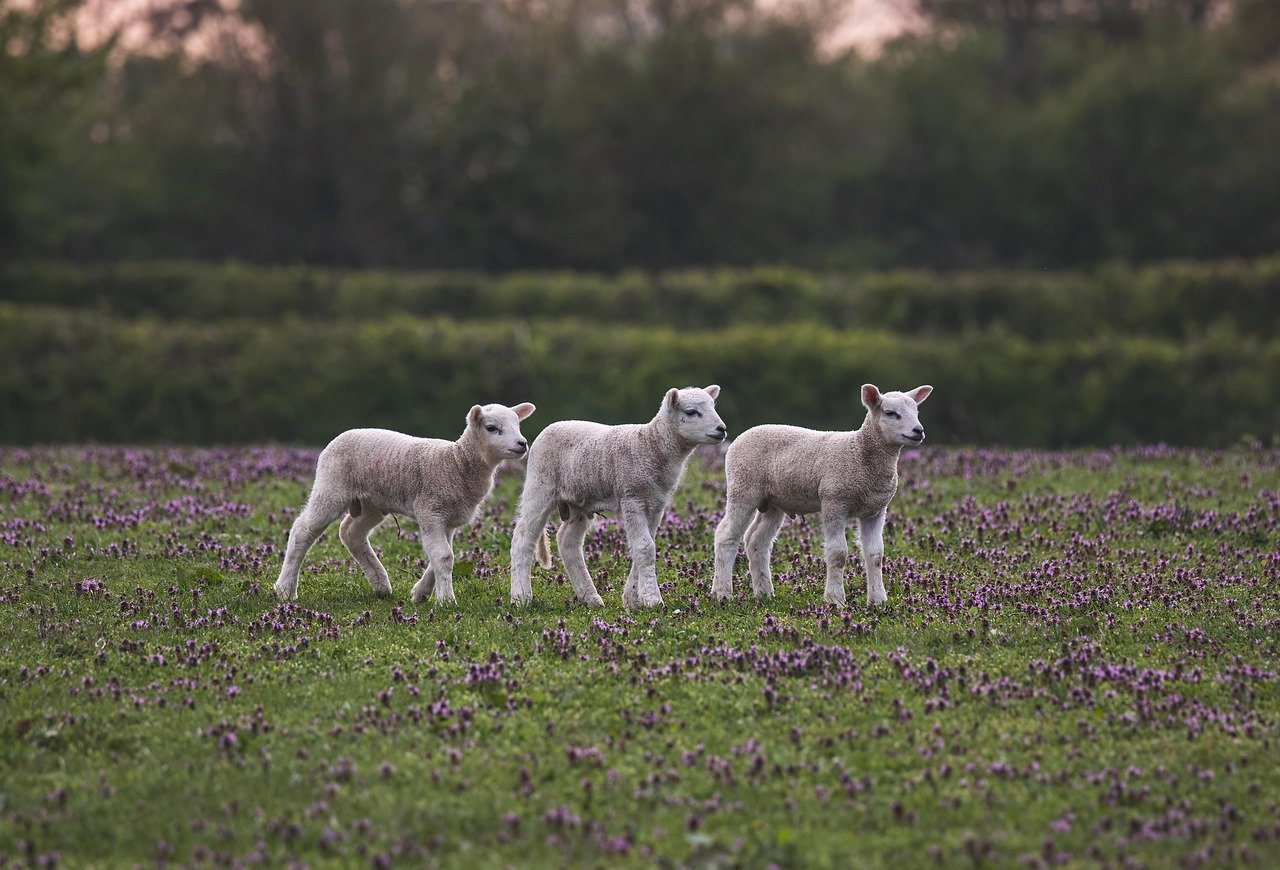 Découvrez la Ferme Aventure de La Chapelle-aux-Bois : des sentiers pieds nus, des nuits originales et des horaires pratiques