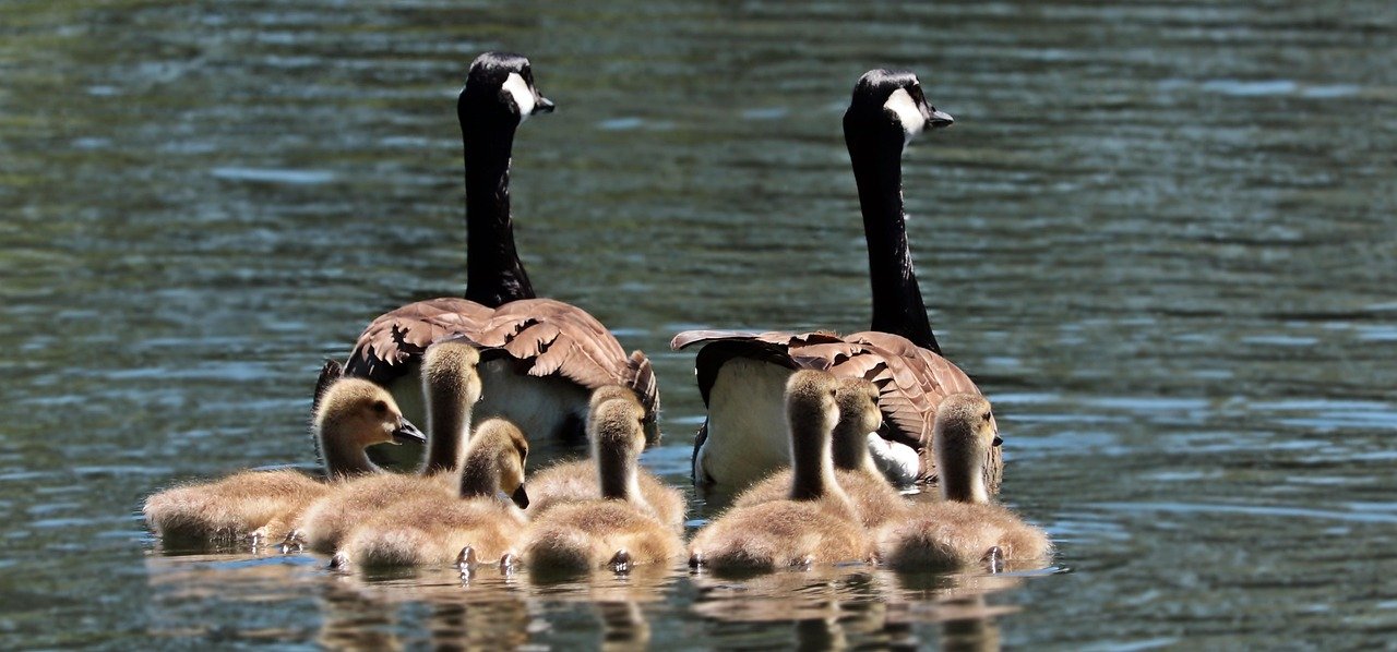 Événements familiaux pour découvrir la nature en Corrèze