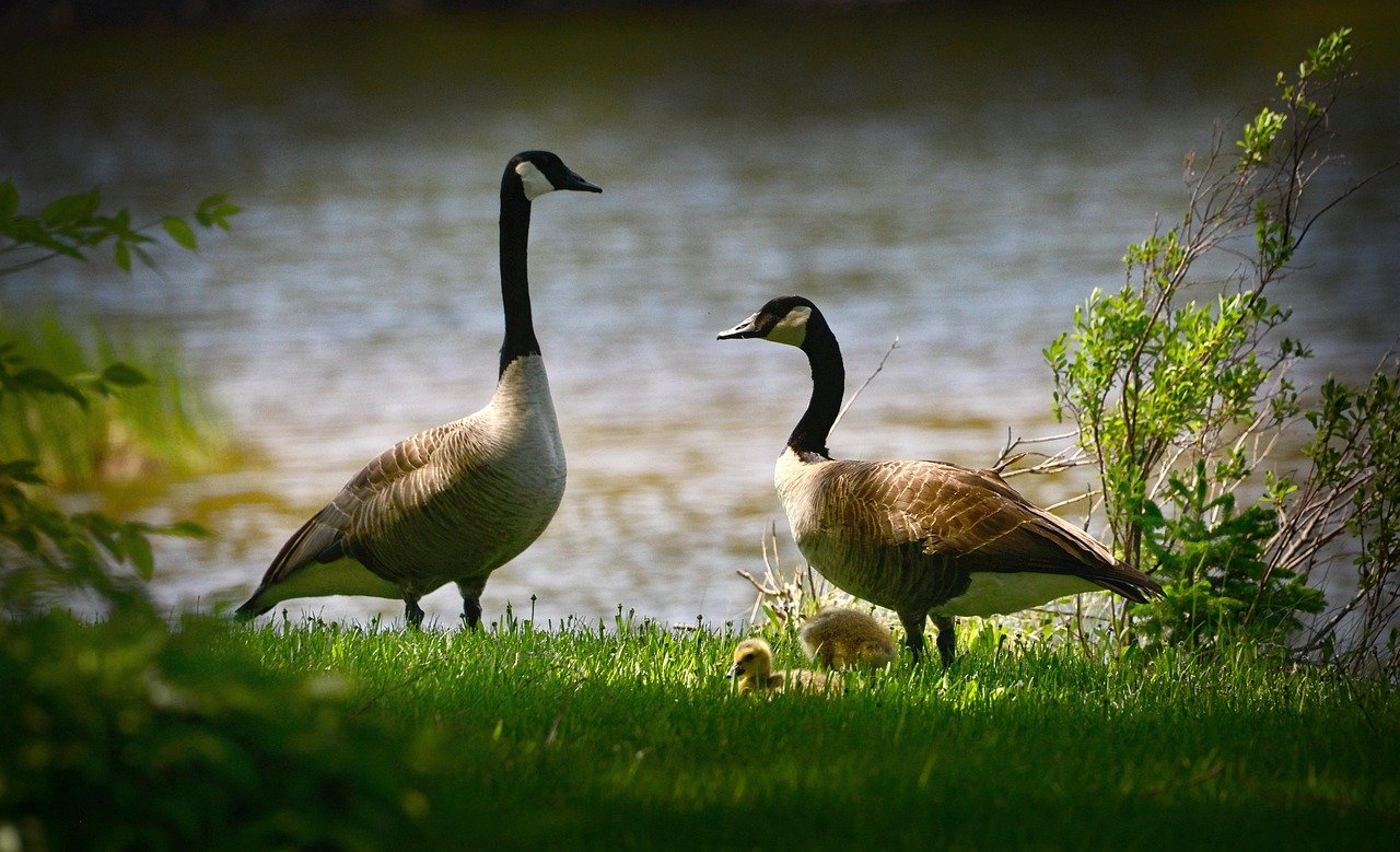 Nature et biodiversité : Les trésors cachés des paysages corréziens
