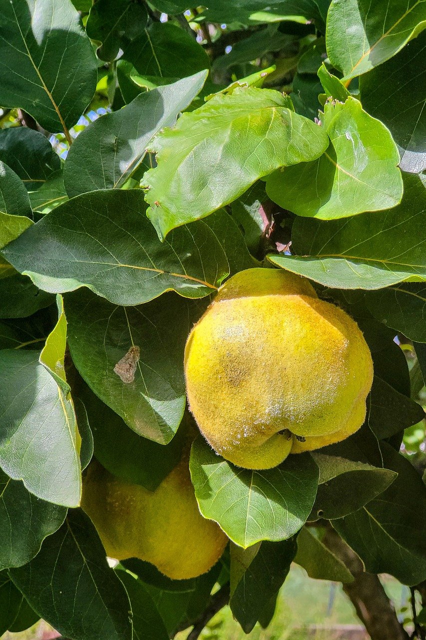 Cuisine : découvrir les saveurs authentiques du terroir limousin