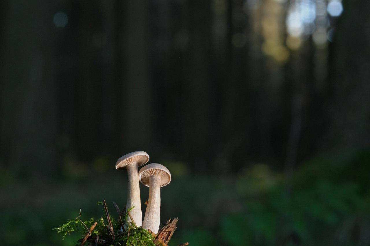 À la découverte des petits producteurs de Corrèze