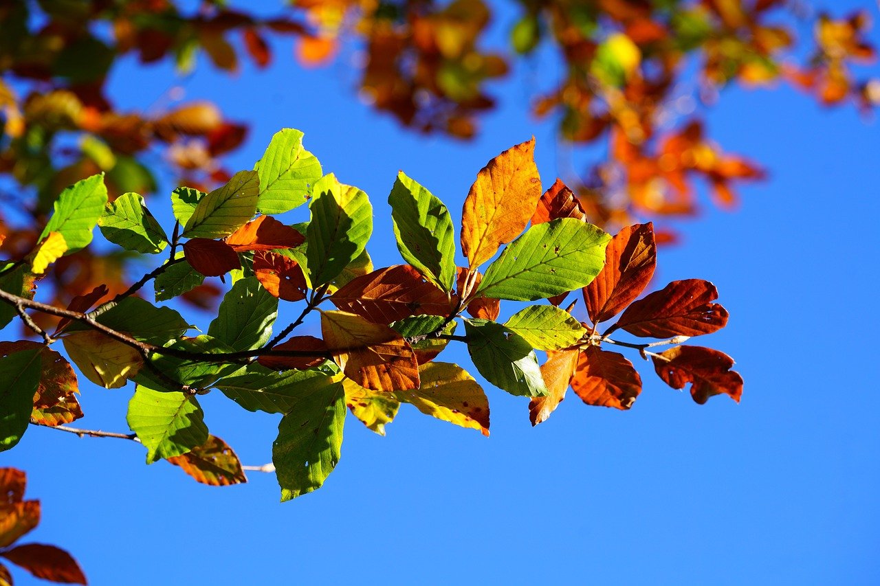 Découverte de l’automne à Poreč en 2025 : Votre guide ultime des événements sportifs, culturels et gastronomiques au cœur de l’Istrie