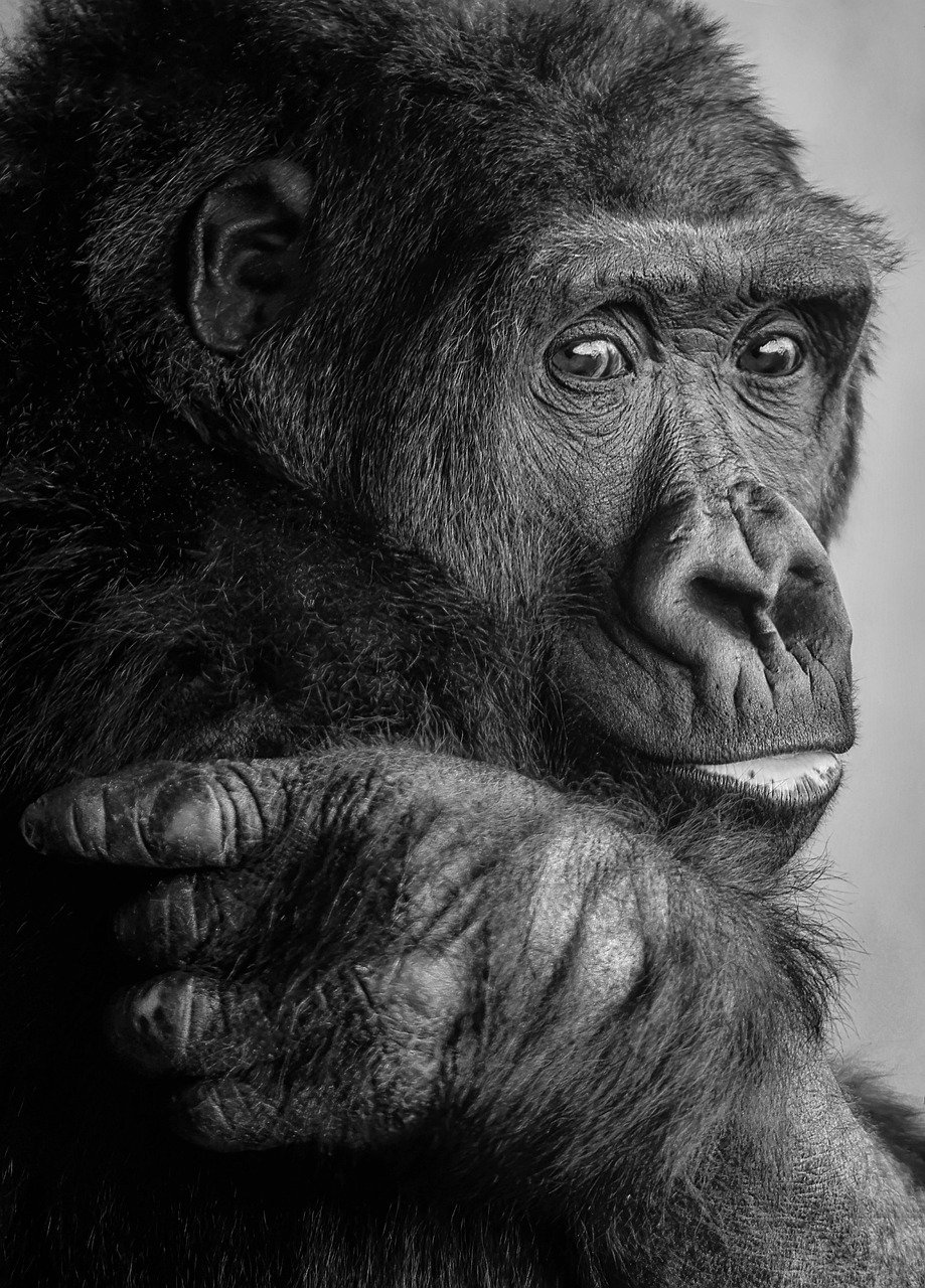Les raisons essentielles de la protection des espèces menacées