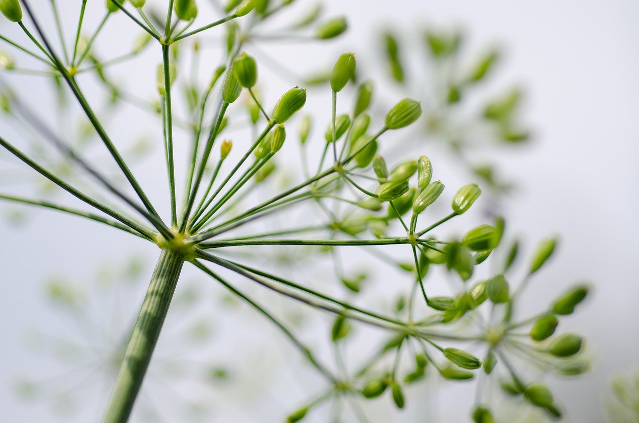Traditions culinaires : comment chaque culture se nourrit