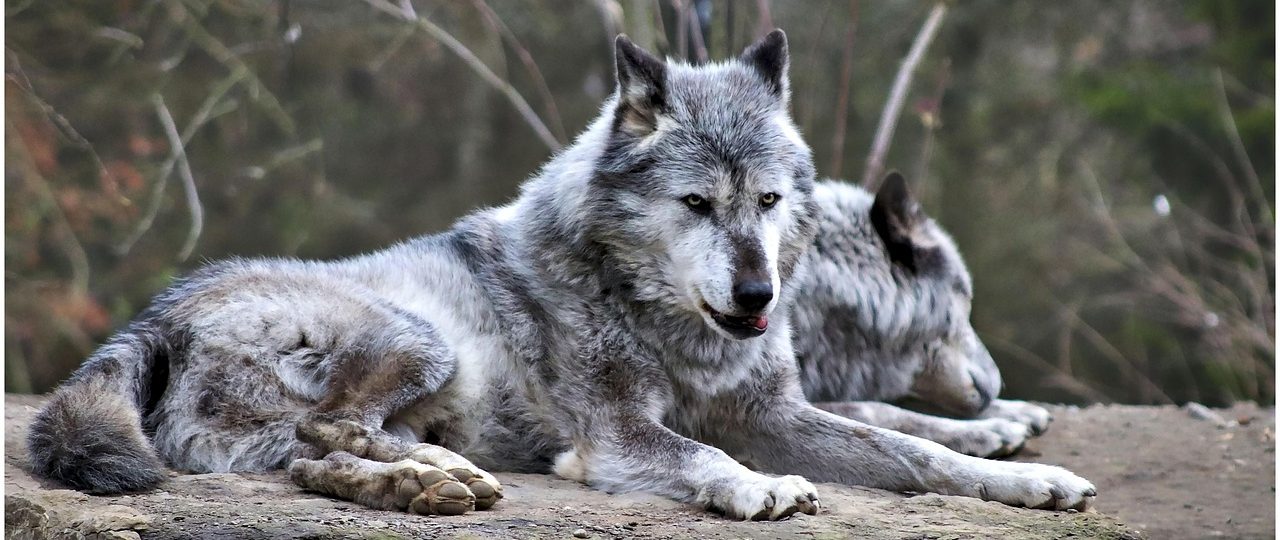 découvrez le monde fascinant des loups, ces créatures majestueuses et mystérieuses. apprenez-en plus sur leur habitat, leur comportement social et leurs interactions avec l'homme. plongez dans l'univers captivant du loup, symbole de la nature sauvage.