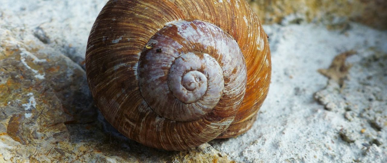 découvrez des retraites immersives en pleine nature, idéales pour la détente et la reconnexion avec soi-même. offrez-vous une pause régénérante loin du quotidien et plongez dans des paysages apaisants.