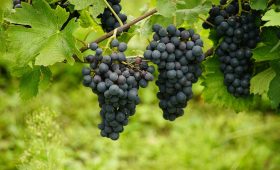 découvrez les techniques et astuces essentielles pour la culture des raisins, des variétés aux soins des vignes, afin de maximiser votre récolte et produire des fruits de qualité pour le vin ou la consommation.