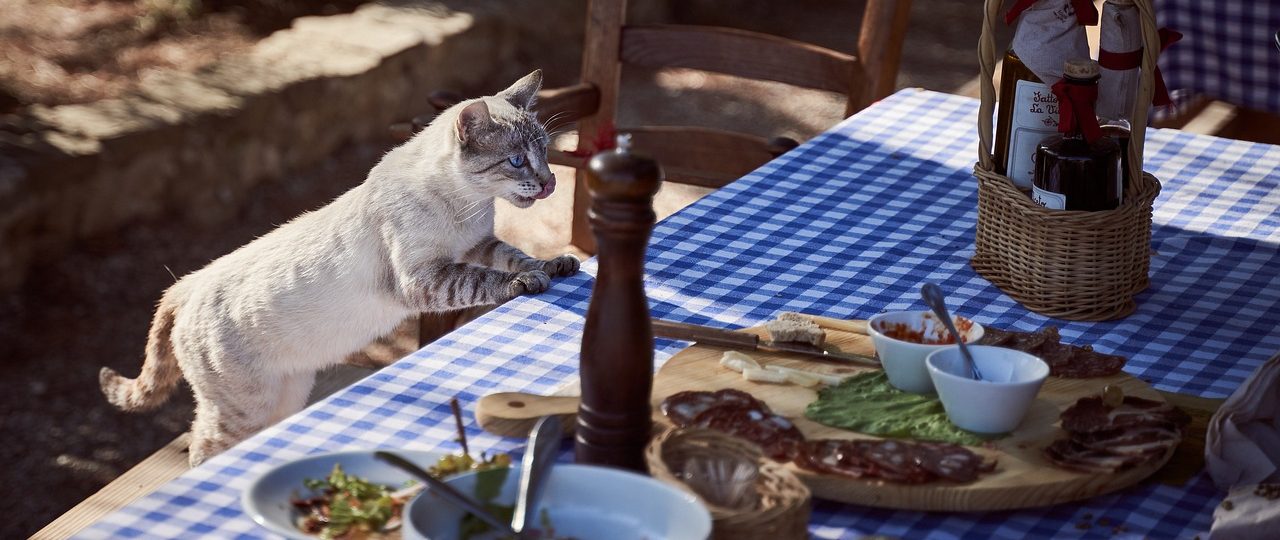 découvrez des options de restauration abordables qui allient qualité et saveurs exquises. profitez de repas savoureux sans vous ruiner, idéaux pour les familles, les sorties entre amis ou un repas rapide en semaine.