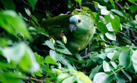 découvrez le brésil, un pays vibrant au cœur de l'amérique du sud, célèbre pour sa culture colorée, ses plages paradisiaques, sa cuisine délicieuse et sa biodiversité impressionnante. explorez des destinations emblématiques comme rio de janeiro, la forêt amazonienne et les chutes d'iguazu. plongez dans l'hospitalité brésilienne et vivez une expérience inoubliable!