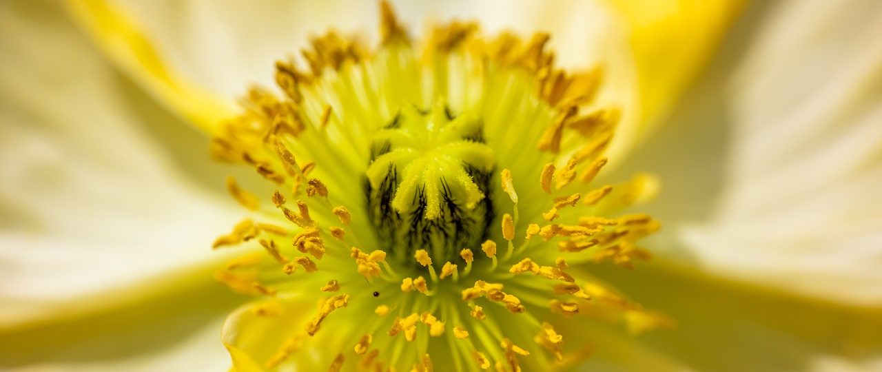 découvrez la beauté de la nature à travers la photographie. capturez des paysages époustouflants, des faunes étonnantes et des moments éphémères qui révèlent la splendeur du monde naturel. inspirez-vous et apprenez des techniques pour améliorer vos compétences en photographie de nature.