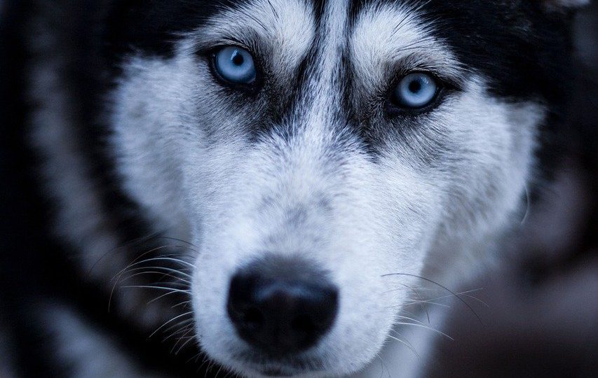 découvrez l'excitation du traîneau à chiens avec nos aventures inoubliables en pleine nature. vivez une expérience unique, partez à l'aventure avec nos fidèles compagnons à quatre pattes et explorez des paysages enneigés à couper le souffle. réservez votre excursion de traîneau à chiens dès maintenant !