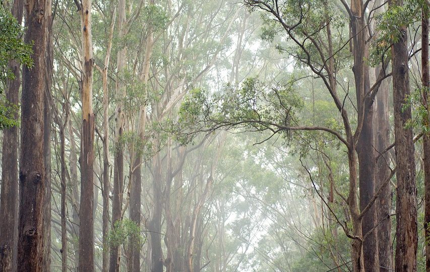 découvrez l'univers fascinant de l'aventure en pleine nature ! rejoignez-nous pour des expéditions inoubliables, des randonnées exaltantes, et des moments de partage au cœur d'environnements sauvages. éveillez votre esprit aventurier et plongez dans l'aventure naturelle qui vous attend !