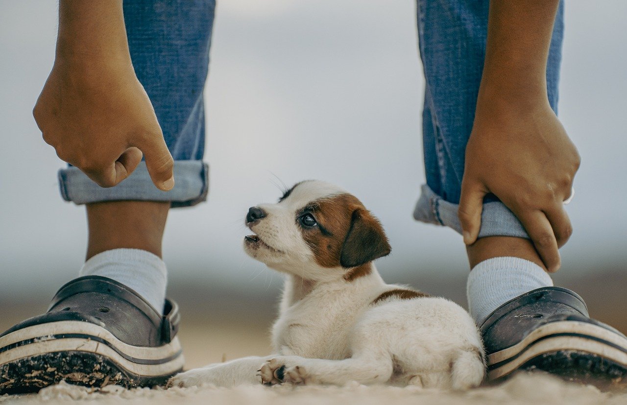 découvrez comment voyager facilement avec votre animal de compagnie. nos conseils et astuces pour rendre le transport de votre fidèle ami agréable et sans stress, que ce soit en voiture, en train ou en avion.