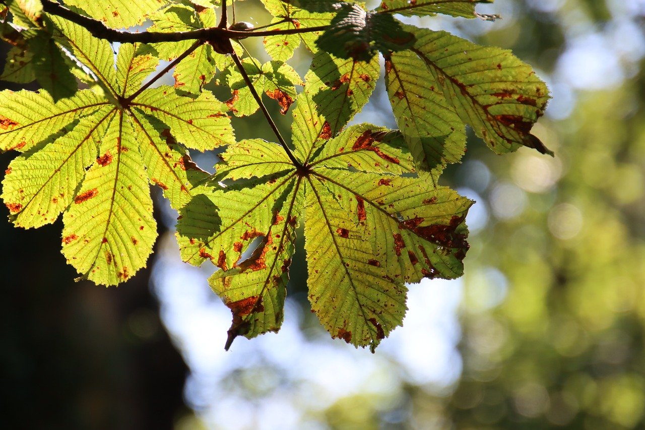 découvrez la magie des saisons avec notre guide complet sur les variations climatiques, les activités à pratiquer, et la beauté de la nature tout au long de l'année. plongez dans l'univers fascinant de chaque saison et apprenez à en profiter pleinement.