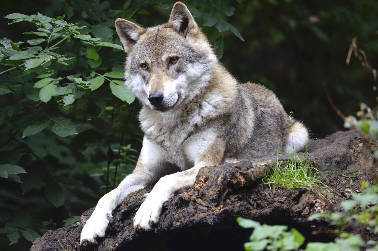 découvrez l'univers fascinant des loups, ces créatures majestueuses emblématiques de la faune sauvage. apprenez-en plus sur leur comportement, leur habitat et leur importance dans les écosystèmes.