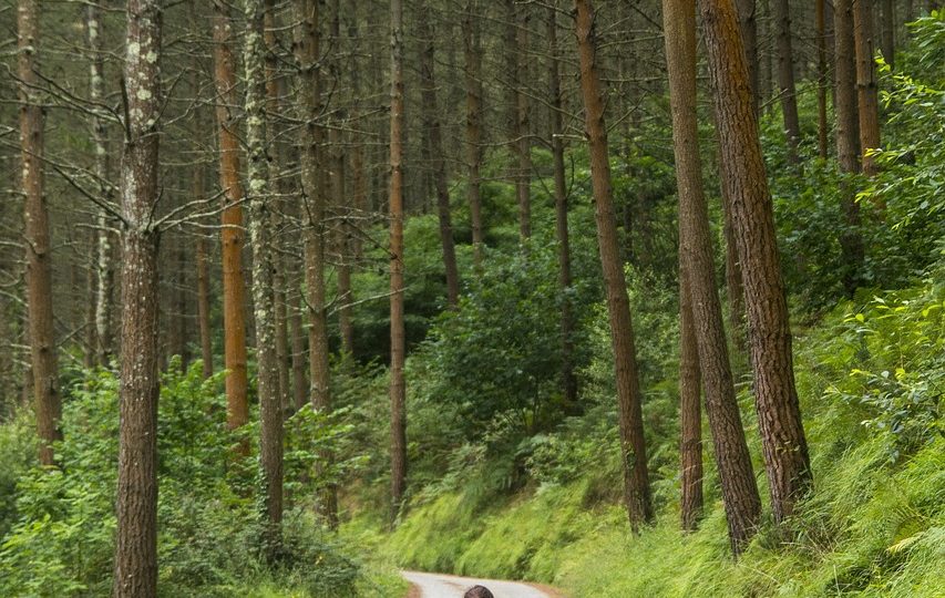 découvrez l'aventure du trekking en pleine nature : des paysages à couper le souffle, des itinéraires variés pour tous les niveaux et une immersion totale dans des environnements majestueux. préparez-vous à explorer et à vivre des moments inoubliables à chaque étape de votre voyage.