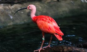 découvrez la beauté et la diversité de la nature à travers des paysages époustouflants, des espèces fascinantes et des écosystèmes uniques. plongez dans un voyage enrichissant qui vous connecte à la terre et à ses merveilles.