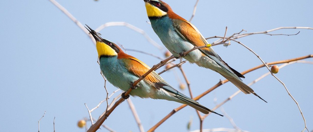 découvrez l'excitation de l'observation de la faune avec nos excursions inoubliables. émerveillez-vous devant les merveilles de la nature en observant des animaux dans leur habitat naturel, tout en apprenant sur leur comportement et leur conservation. une expérience enrichissante pour les amoureux de la nature et les aventuriers!