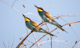 découvrez l'excitation de l'observation de la faune avec nos excursions inoubliables. émerveillez-vous devant les merveilles de la nature en observant des animaux dans leur habitat naturel, tout en apprenant sur leur comportement et leur conservation. une expérience enrichissante pour les amoureux de la nature et les aventuriers!