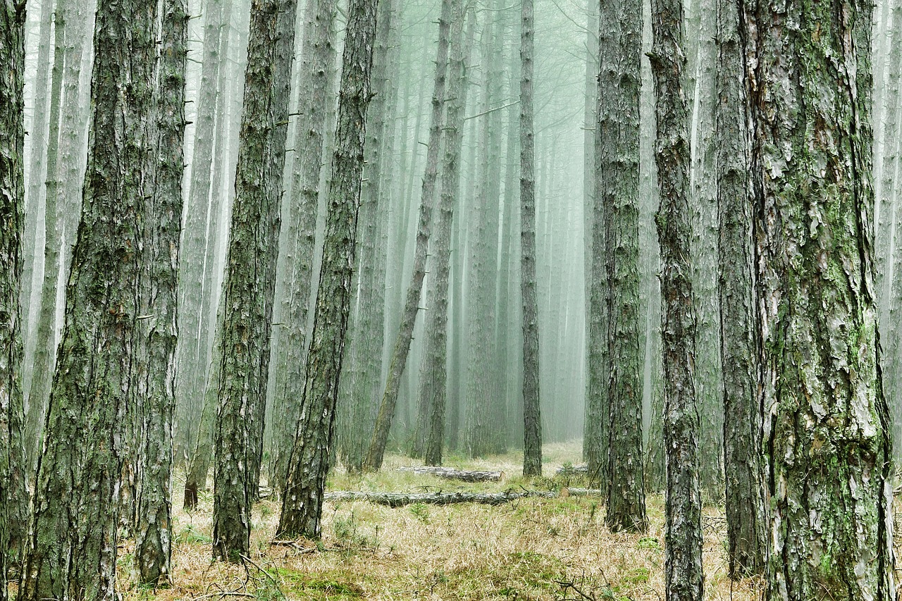 découvrez le monde des micro-aventures : des escapades courtes et enrichissantes qui vous permettent d'explorer la nature, de vous évader du quotidien et de vivre des moments uniques sans avoir besoin de partir loin. parfait pour les aventuriers du dimanche !