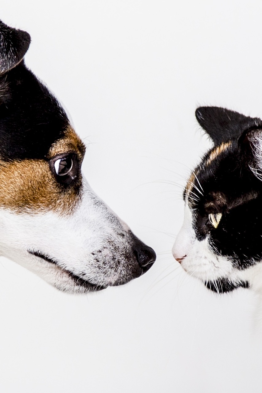 découvrez nos conseils et astuces pour voyager avec votre animal de compagnie en toute sérénité. assurez le confort et la sécurité de votre fidÚle ami lors de vos trajets, que ce soit en voiture, en train ou en avion.