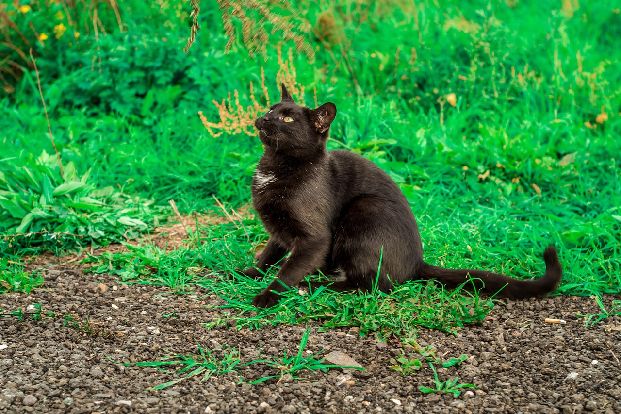 découvrez l'univers fascinant des superstitions : origines, croyances et pratiques mystérieuses à travers le monde. apprenez comment ces traditions influencent notre vie quotidienne et explorez les légendes qui continuent de captiver notre imagination.