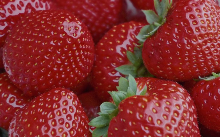 découvrez la magie de pâques avec nos idées de célébration, recettes délicieuses, activités amusantes pour toute la famille et traditions étonnantes qui rendent cette fête inoubliable.