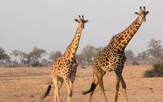 découvrez l'écotourisme, une manière responsable de voyager tout en préservant la nature et en soutenant les communautés locales. explorez des destinations uniques, plongez dans des écosystèmes préservés et vivez des expériences authentiques au cœur de la biodiversité.