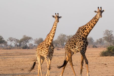 découvrez l'écotourisme, une manière responsable de voyager tout en préservant la nature et en soutenant les communautés locales. explorez des destinations uniques, plongez dans des écosystèmes préservés et vivez des expériences authentiques au cœur de la biodiversité.