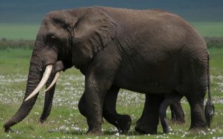 découvrez l'importance de la biodiversité, ses menaces et les actions nécessaires pour la préserver. explorez comment chaque espèce contribue à l'équilibre des écosystèmes et à notre bien-être.