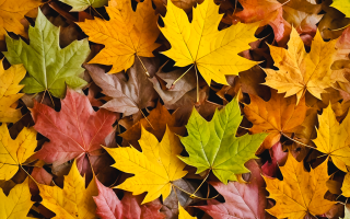 découvrez les enchantements des saisons : printemps fleuri, été ensoleillé, automne coloré et hiver féerique. explorez leur impact sur la nature, nos activités et notre bien-être au quotidien.