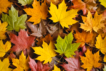 découvrez les enchantements des saisons : printemps fleuri, été ensoleillé, automne coloré et hiver féerique. explorez leur impact sur la nature, nos activités et notre bien-être au quotidien.