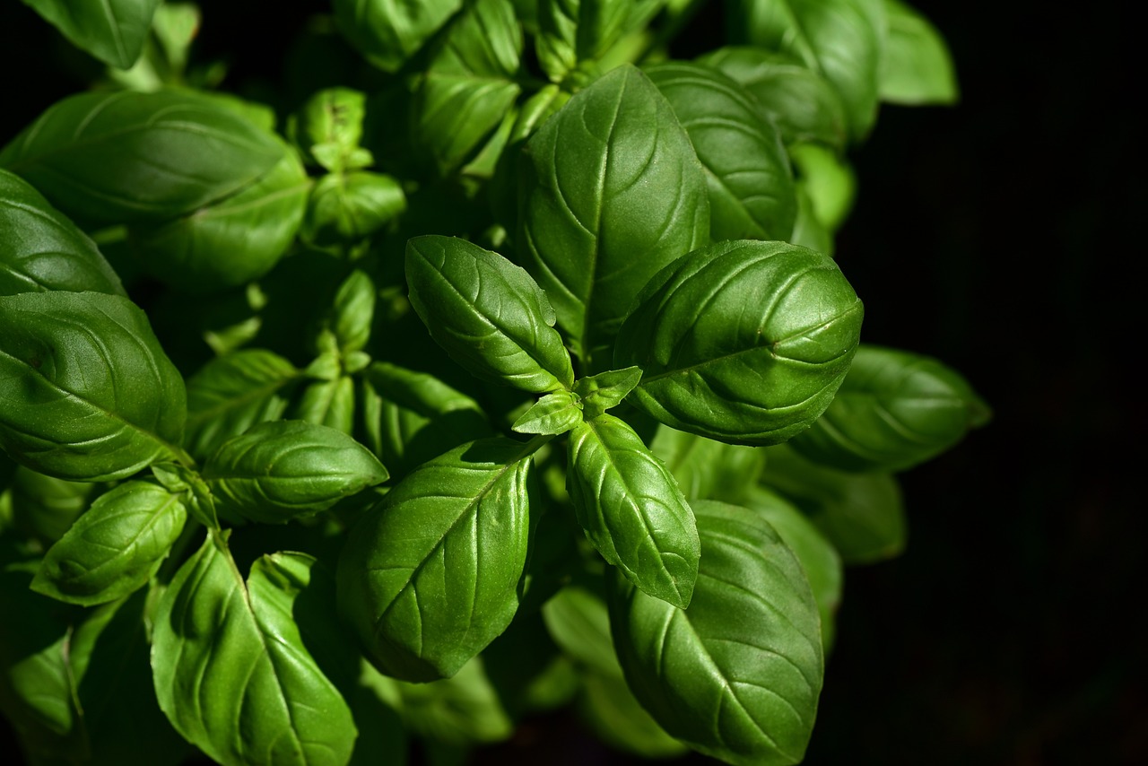 découvrez l'art de la cuisine avec notre guide culinaire complet. explorez des recettes savoureuses, des techniques de préparation et des conseils pour ravir vos papilles à chaque plat.