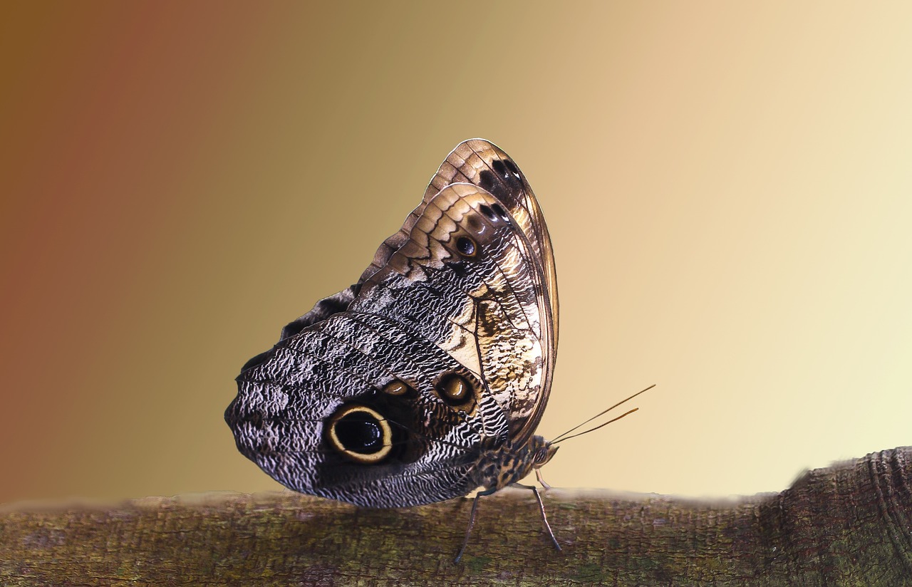 découvrez l'art de la photographie, une discipline créative qui capture la beauté du monde à travers l'objectif. que vous soyez amateur ou professionnel, plongez dans l'univers fascinant des techniques, astuces et inspirations pour immortaliser vos moments préférés.
