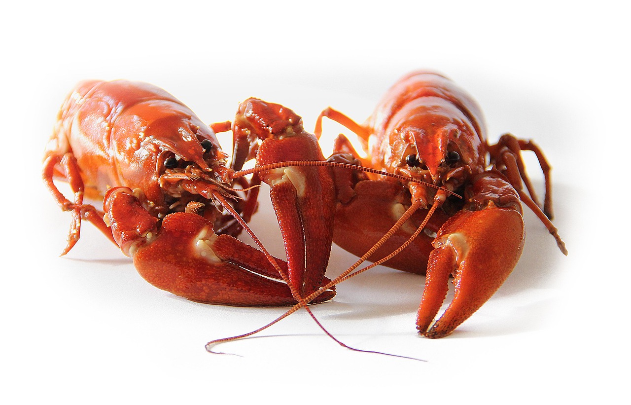 découvrez notre sélection délicieuse de fruits de mer frais, allant des huîtres succulentes aux crevettes juteuses. parfait pour les amateurs de saveurs maritimes, notre gamme propose des recettes, des conseils de préparation et des informations sur les meilleures pratiques de pêche durable.
