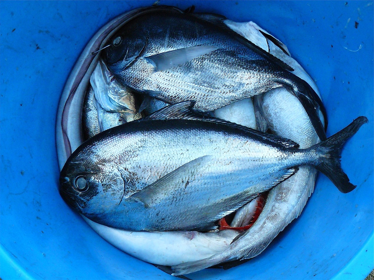 découvrez la richesse des fruits de mer avec nos délicieuses recettes et conseils de préparation. appréciez la fraîcheur et les saveurs océaniques à travers une variété de plats qui raviront vos papilles et celles de vos invités.