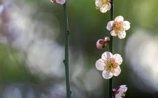 découvrez l'essence du japon, un pays fascinant alliant tradition et modernité. explorez sa culture riche, sa cuisine délicieuse, et ses paysages majestueux. plongez au cœur des coutumes japonaises et laissez-vous séduire par l'hospitalité de ses habitants.