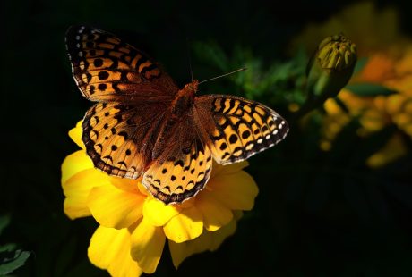 découvrez l'importance de la biodiversité pour notre planète. apprenez comment elle soutient les écosystèmes, favorise la résilience et contribue à notre bien-être. explorez les menaces qui pèsent sur la biodiversité et les actions indispensables pour la préserver.