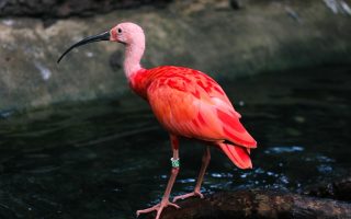 découvrez la beauté et la diversité de la nature, un monde fascinant regorgeant de paysages époustouflants, d'animaux majestueux et de plantes extraordinaires. plongez dans l'exploration des écosystèmes, apprenez sur la préservation de notre environnement et laissez-vous inspirer par la splendeur de la faune et de la flore.