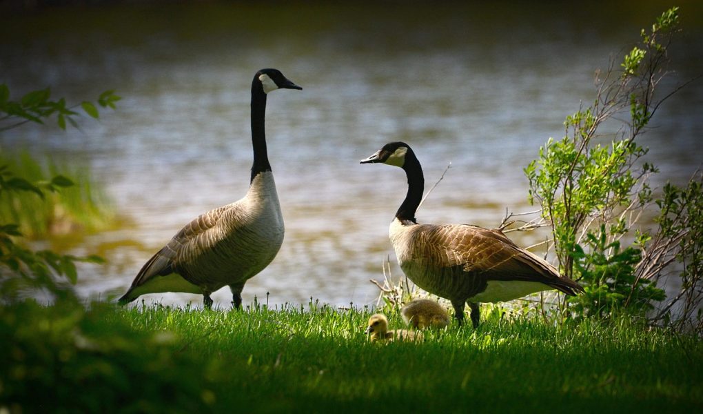 découvrez la richesse de la biodiversité, un ensemble fascinant d'espèces animales et végétales qui interagissent dans nos écosystèmes. explorez son importance pour l'équilibre de la planète et les efforts visant à la préserver pour les générations futures.