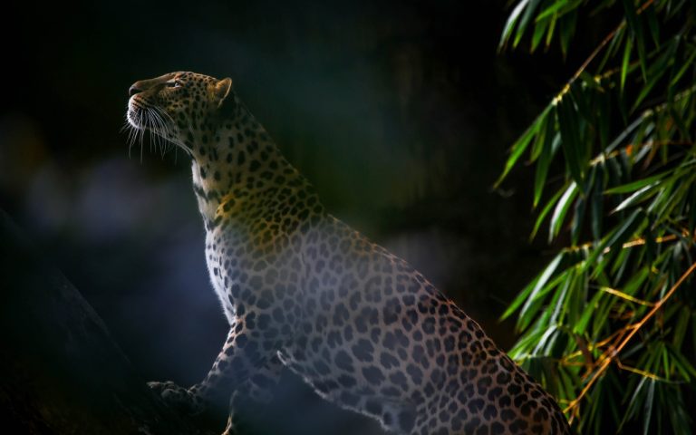 découvrez la beauté sauvage de la nature avec 'wilderness'. plongez dans des paysages époustouflants, explorez des terrains inexplorés et apprenez à vivre en harmonie avec l'environnement. parfait pour les aventuriers et les amoureux de la nature.