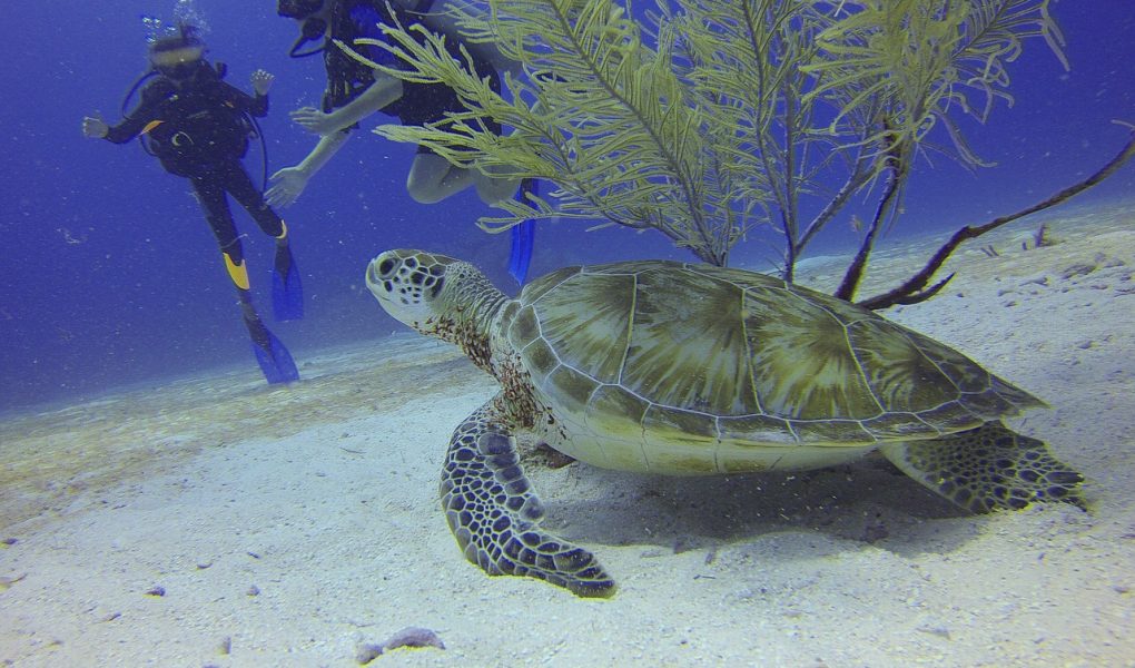 découvrez le monde fascinant de la plongée avec notre guide complet. que vous soyez débutant ou plongeur expérimenté, explorez les meilleures destinations, techniques et équipements pour une expérience sous-marine inoubliable.