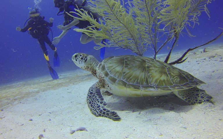 découvrez le monde fascinant de la plongée avec notre guide complet. que vous soyez débutant ou plongeur expérimenté, explorez les meilleures destinations, techniques et équipements pour une expérience sous-marine inoubliable.