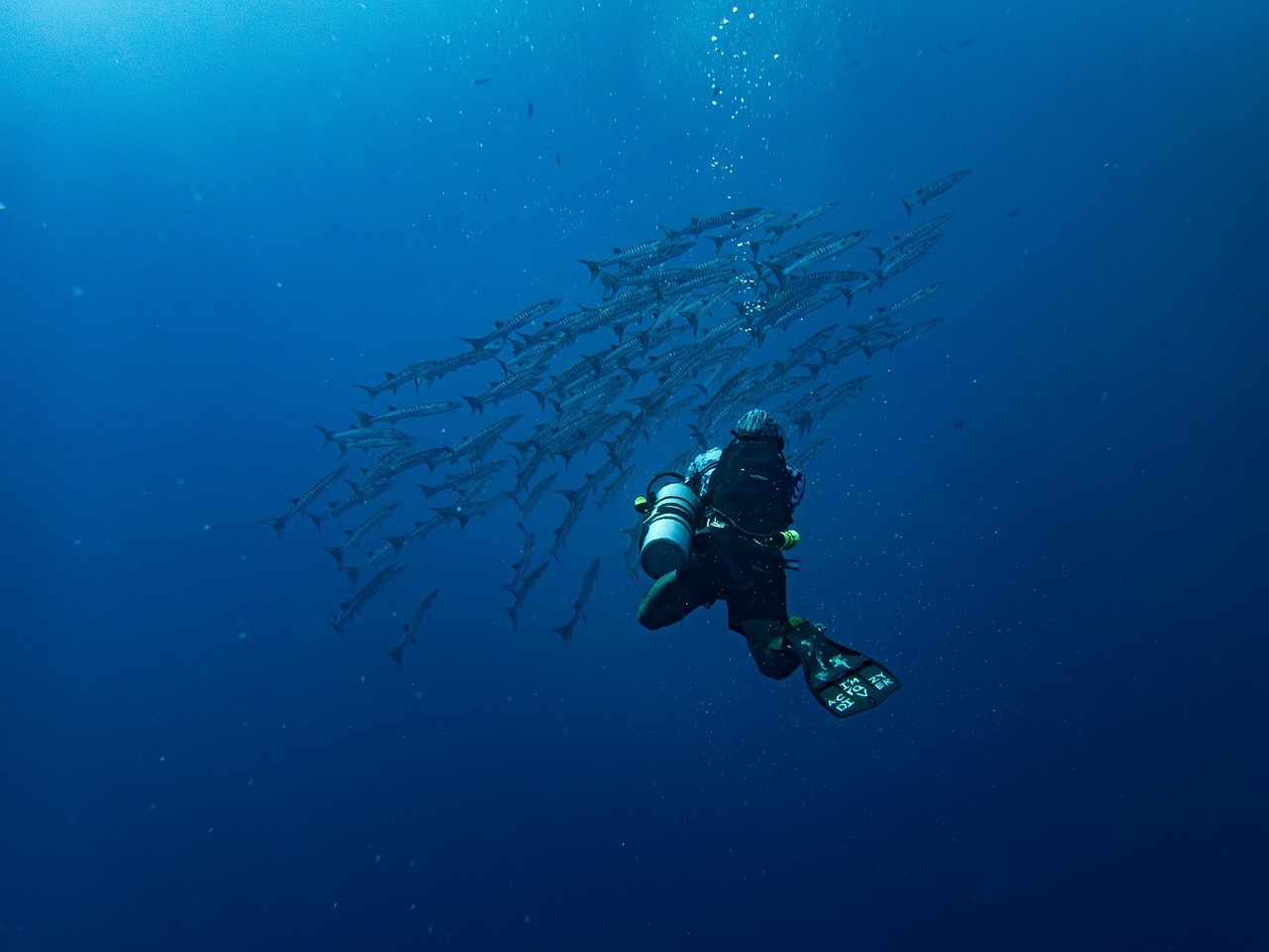 découvrez l'univers fascinant de la plongée sous-marine : explorez les merveilles des fonds marins, vivez des sensations uniques et apprenez tout sur les techniques et équipements nécessaires pour plonger en toute sécurité.