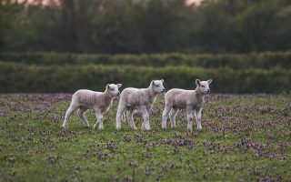 partez à l'aventure à la ferme ! découvrez la vie agricole, rencontrez des animaux, récoltez des fruits et légumes, et profitez d'activités en plein air pour toute la famille. une expérience authentique et enrichissante au cœur de la nature.