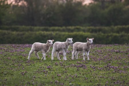 partez à l'aventure à la ferme ! découvrez la vie agricole, rencontrez des animaux, récoltez des fruits et légumes, et profitez d'activités en plein air pour toute la famille. une expérience authentique et enrichissante au cœur de la nature.