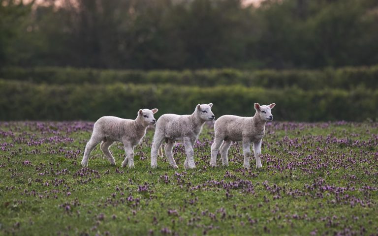 partez à l'aventure à la ferme ! découvrez la vie agricole, rencontrez des animaux, récoltez des fruits et légumes, et profitez d'activités en plein air pour toute la famille. une expérience authentique et enrichissante au cœur de la nature.