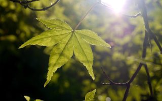 découvrez l'essence du terroir à travers des paysages authentiques, des produits locaux savoureux et des traditions agricoles préservées. plongez dans un voyage sensoriel qui célèbre la richesse et la diversité des terroirs français.