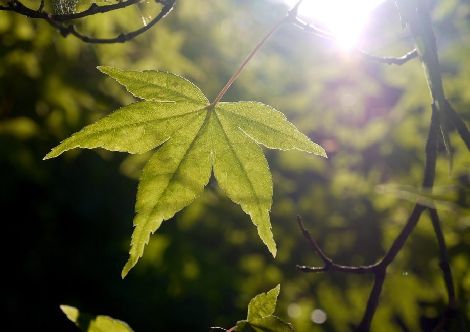 découvrez l'essence du terroir à travers des paysages authentiques, des produits locaux savoureux et des traditions agricoles préservées. plongez dans un voyage sensoriel qui célèbre la richesse et la diversité des terroirs français.